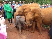 SheldrickBabyElephant