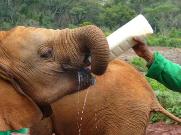 Feeding Milk to Sheldrick Ele