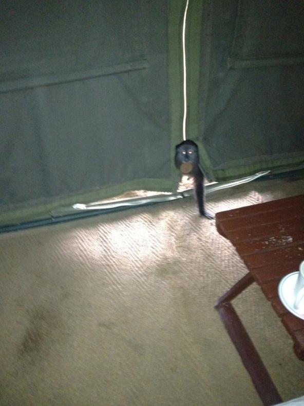 cappuchin monkey peeking