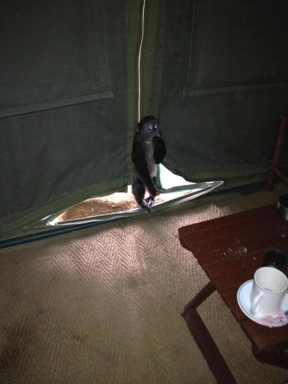monkey2
