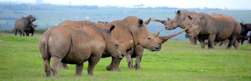 Rhino Everywhere