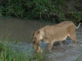 Lioness carrying cub-vicki