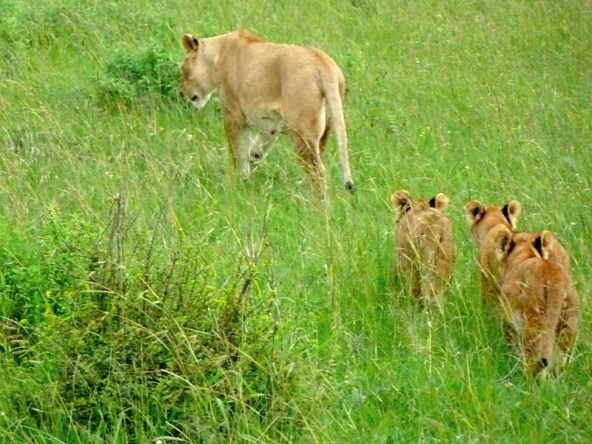 Follow the Leader