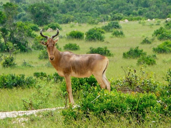 hartebeest