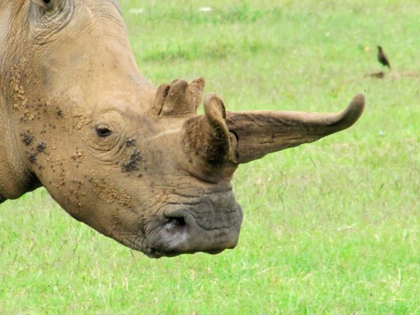 split horn rhino