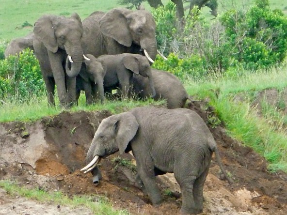 Elephants Embankment
