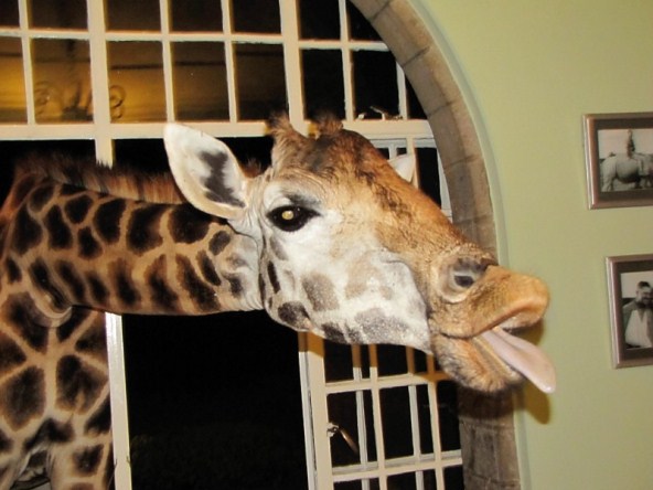 Giraffe Manor