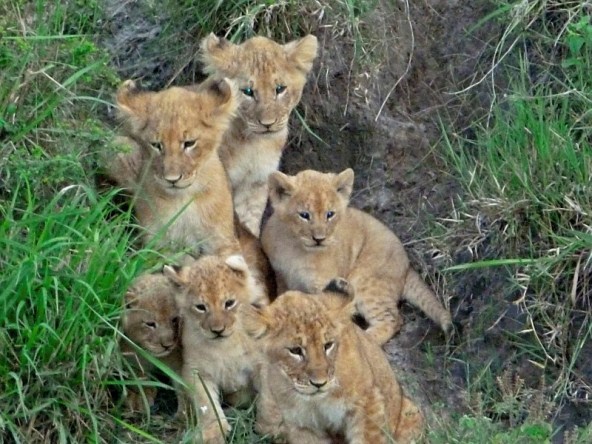 Lion Cubs