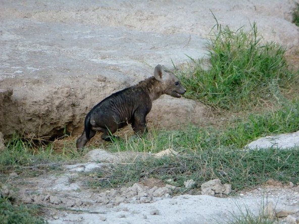 hyena cub