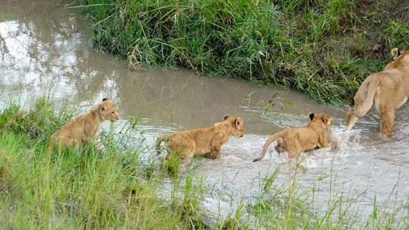 Follow the Leader