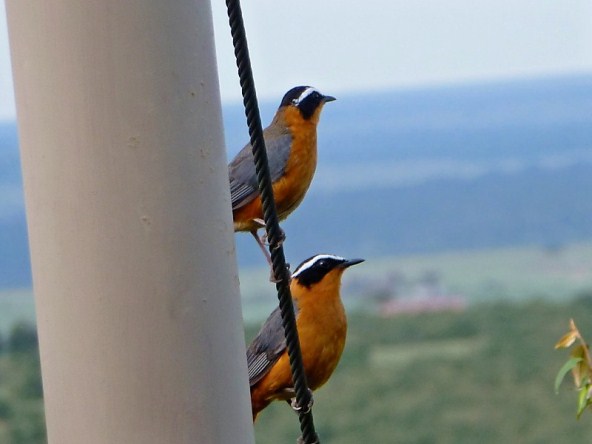 Two birds on a fence