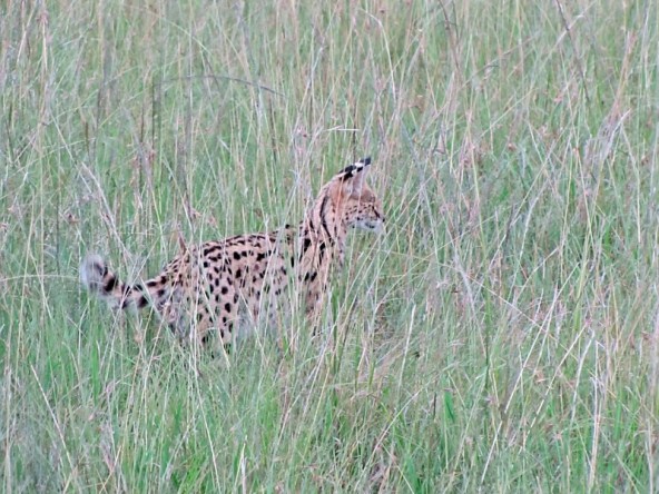 Serval