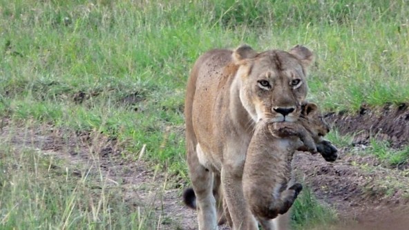 Lioness carrying cub