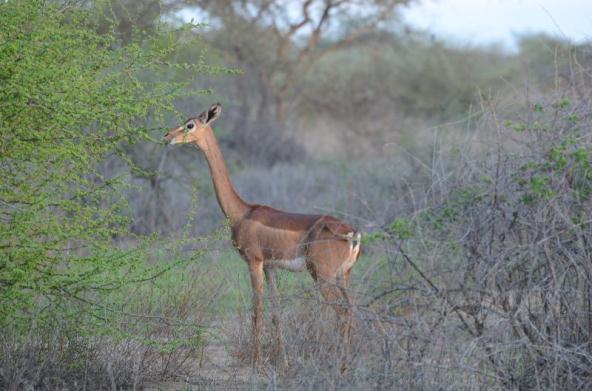Gerenuk