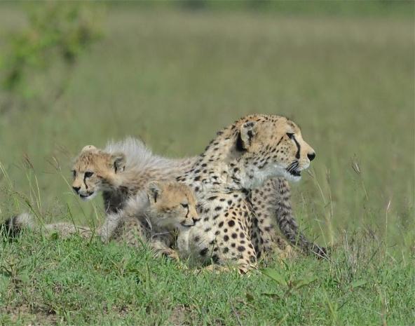 Cheetah Cubs