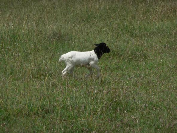 Baa Baa Black Sheep