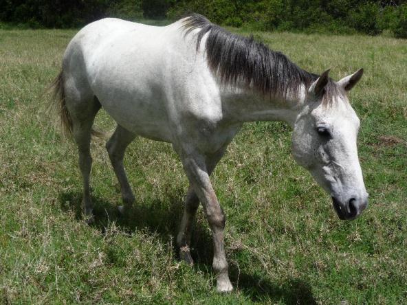 White Horse