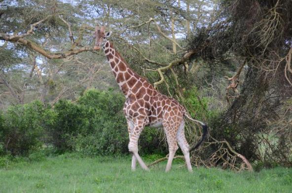 Reticulated Giraffe