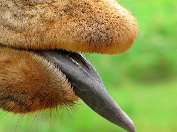 Giraffe Tongue