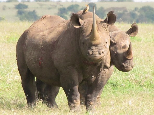 Rhino, two heads