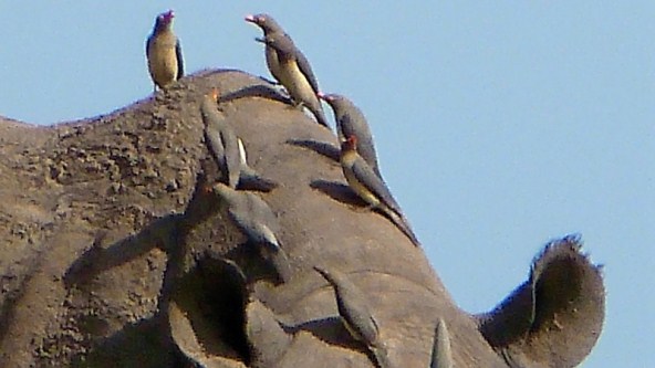 Rhino with Oxpeckers