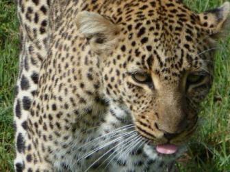 Leopard Head