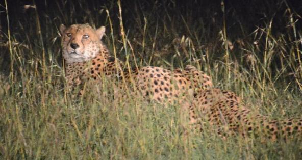 Cheetah at night