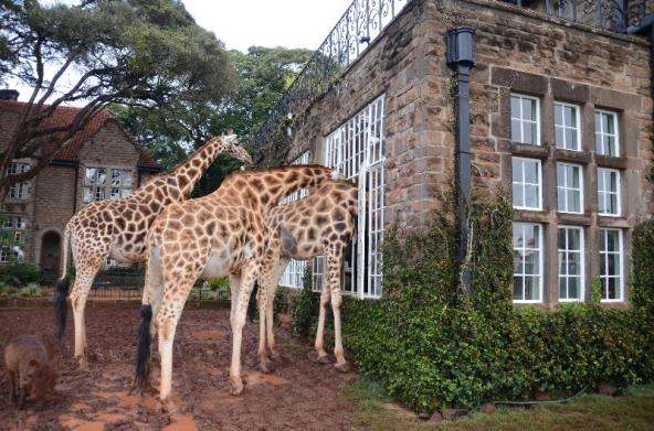 Giraffe Manor