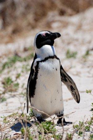An African Penguin (formerly Jackass Penguin), South Africa destined to travel
