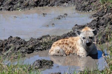 Spotted Hyena African Safari Photos