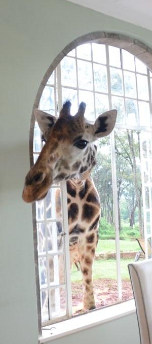 What's for Breakfast? - Giraffe Manor, Nairobi, Kenya Destined To Travel
