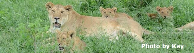 king of the Jungle Destined To Travel