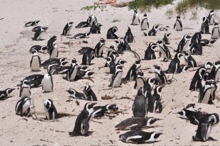 Boulder Beach penguin colony in South Africa african safari in south africa