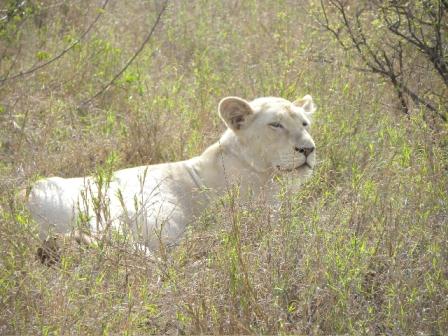 A rare white lion african safari in south africa